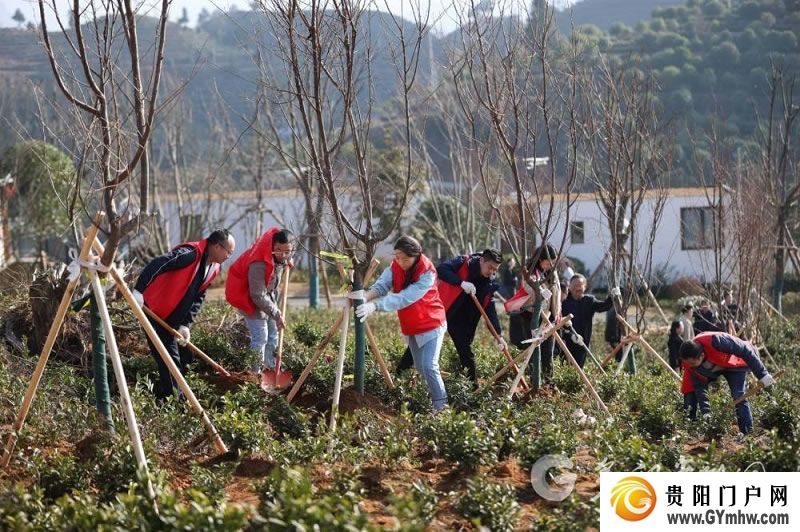 “植”此青绿 不负青山 贵州各地开展义务植树活动(图7) “植”此青绿 不负青山 贵州各地开展义务植树活动(图7)