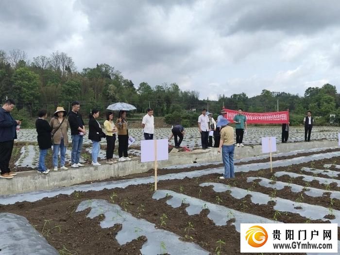 遵义新蒲:打造乡村产业新“椒”点(图1) 遵义新蒲:打造乡村产业新“椒”点(图1)