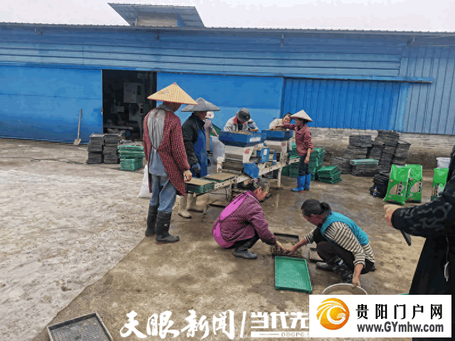 都匀市水稻机械化育秧有序推进(图1) 都匀市水稻机械化育秧有序推进(图1)