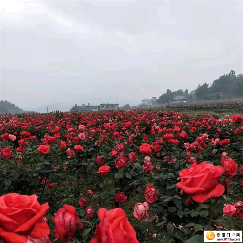 “五一”小长假 贵阳息烽县文安村月季花海开门迎客(图3)