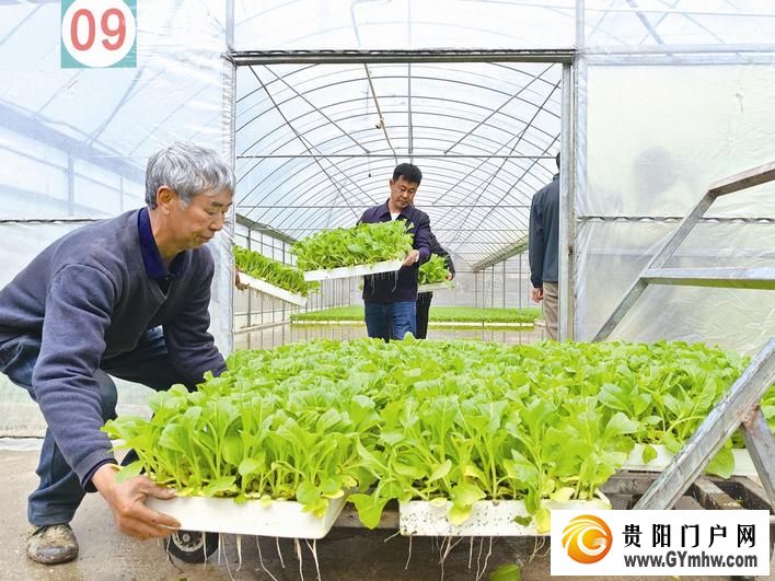 水城区3万亩烤烟移栽忙(图1) 水城区3万亩烤烟移栽忙(图1)