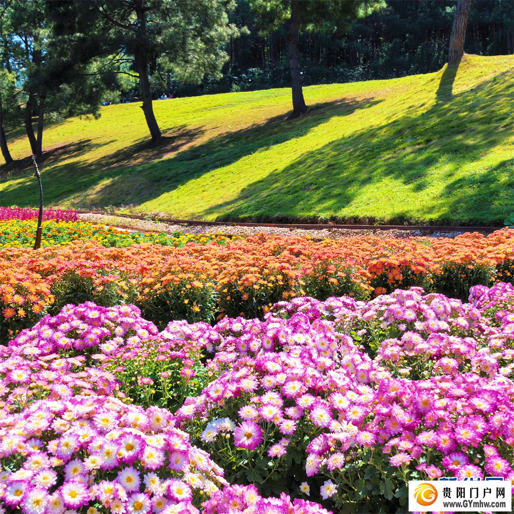 贵州麻江:五彩花海引客来(图2) 贵州麻江:五彩花海引客来(图2)