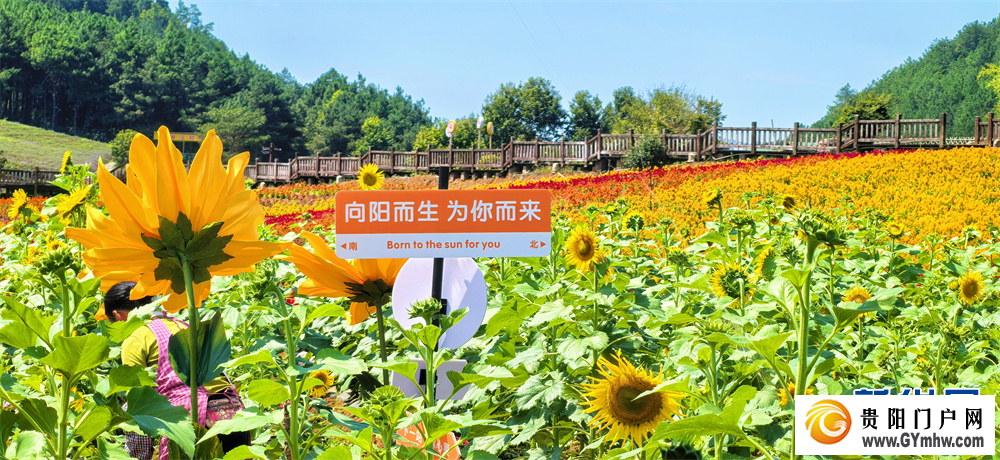 贵州麻江:五彩花海引客来(图4) 贵州麻江:五彩花海引客来(图4)