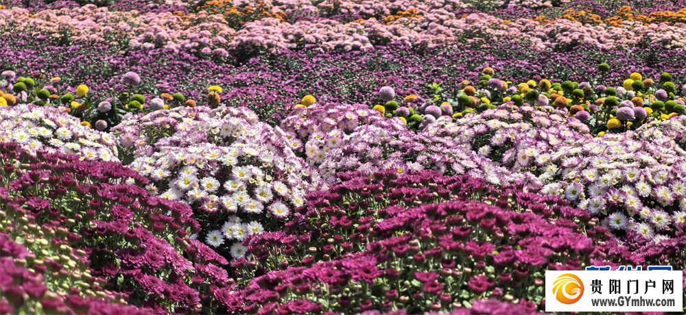 贵州麻江:五彩花海引客来(图7) 贵州麻江:五彩花海引客来(图7)