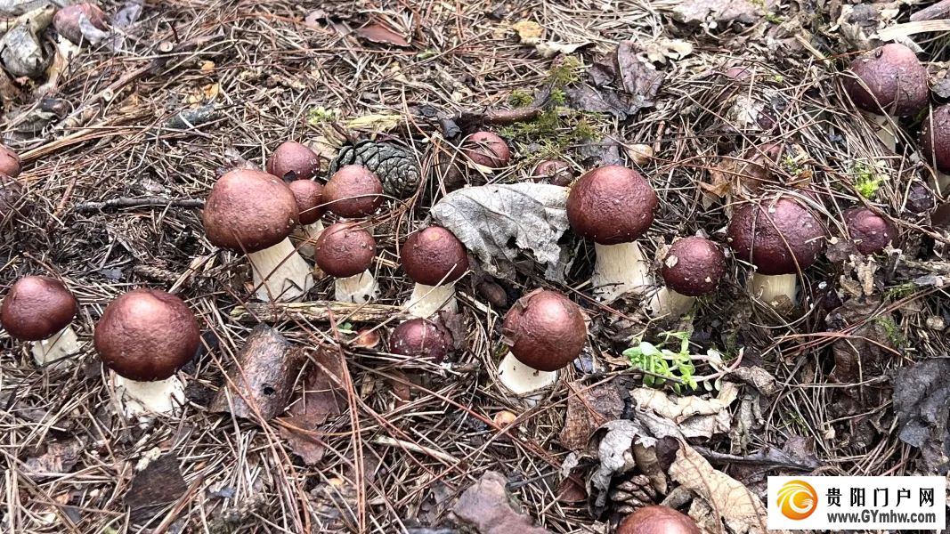 22 贵阳贵安:让生态优势变“富民资本”(图1)