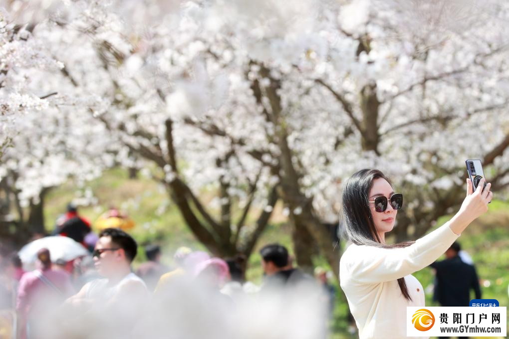 贵安新区：“樱花经济”助力乡村发展(图1)