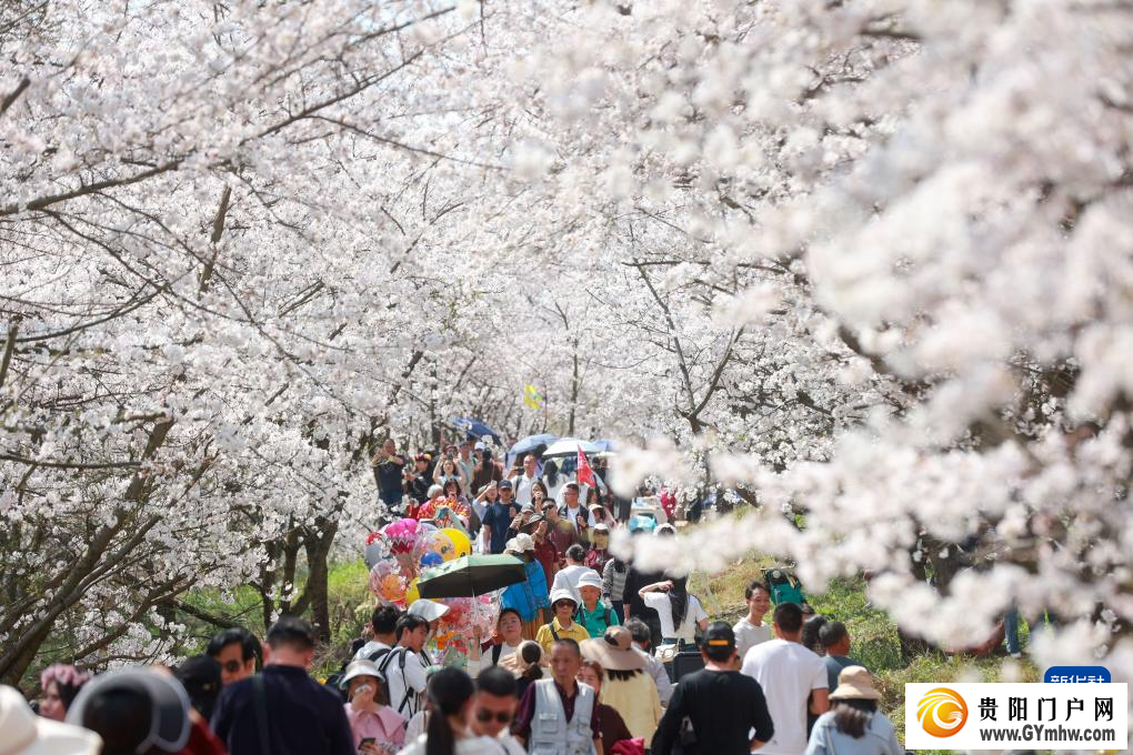 贵安新区：“樱花经济”助力乡村发展(图2)