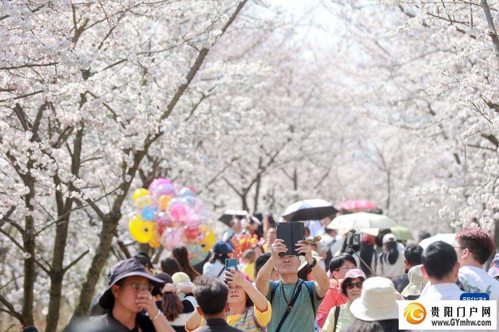 贵安新区：“樱花经济”助力乡村发展(图5)