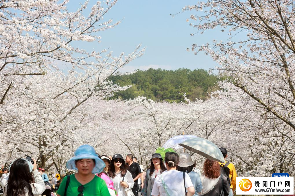 贵安新区：“樱花经济”助力乡村发展(图6)