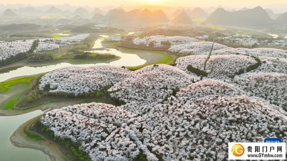 贵安新区：“樱花经济”助力乡村发展(图7)