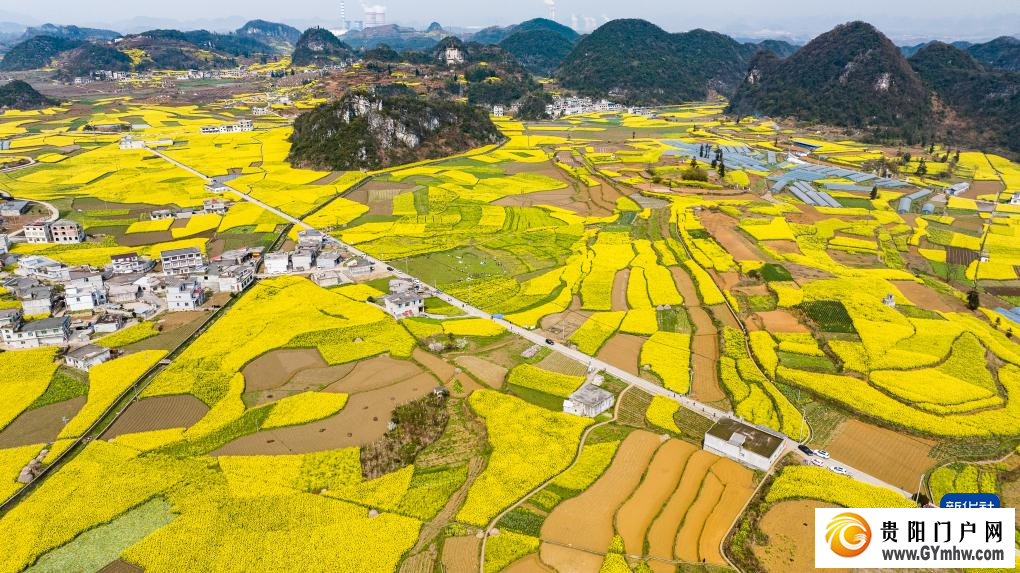 贵州:油菜花海绽春光(图2) 贵州:油菜花海绽春光(图2)