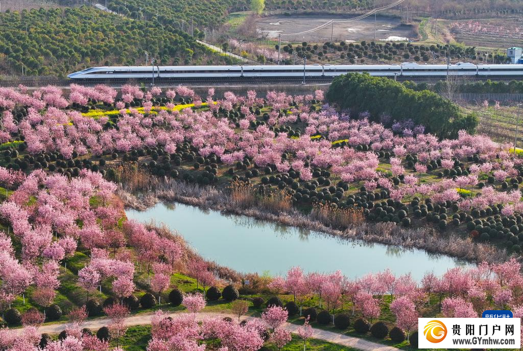 从“剧效应”到“花经济” 春日文旅消费市场活力满满(图7) 从“剧效应”到“花经济” 春日文旅消费市场活力满满(图7)