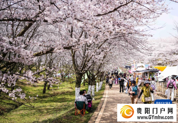 贵州“樱花海”又一次美到海外(图2)
