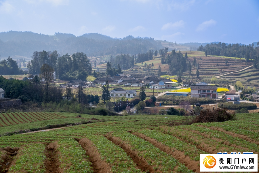 2026年贵州早春茶产销对接会在晴隆举行(图3)