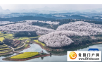 贵州“樱花海”又一次美到海外